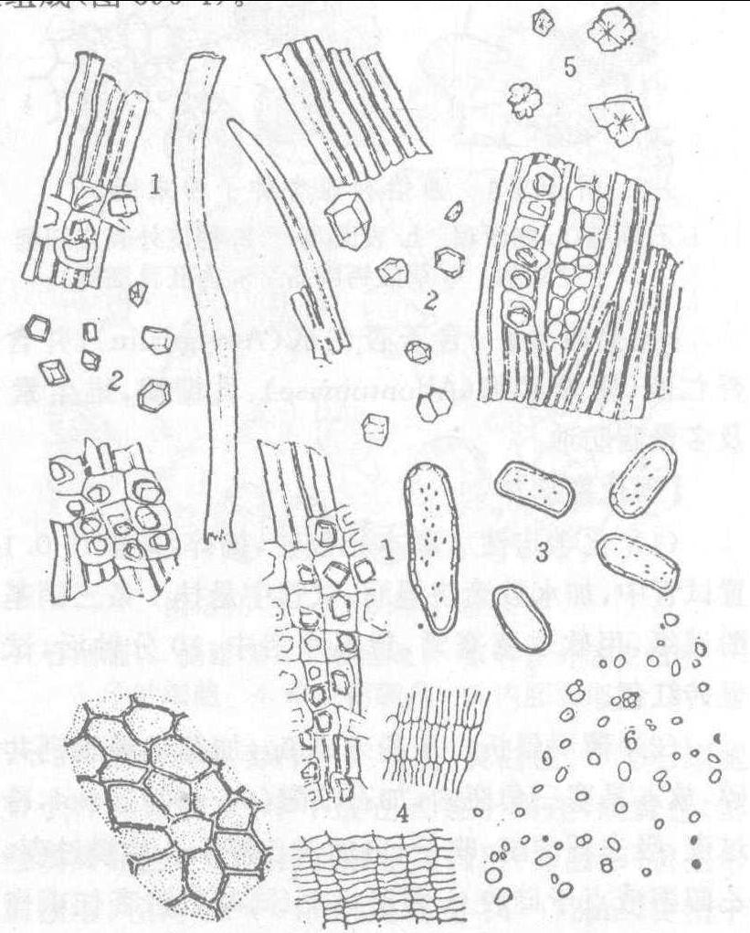 草酸钙砂晶手绘图图片